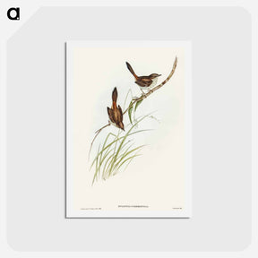 アートポストカード-Red-rumped Wren
 - オーストラリアの鳥 Postcard.