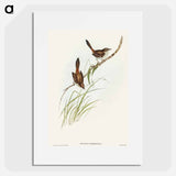 Red-rumped Wren
 - オーストラリアの鳥 Poster.