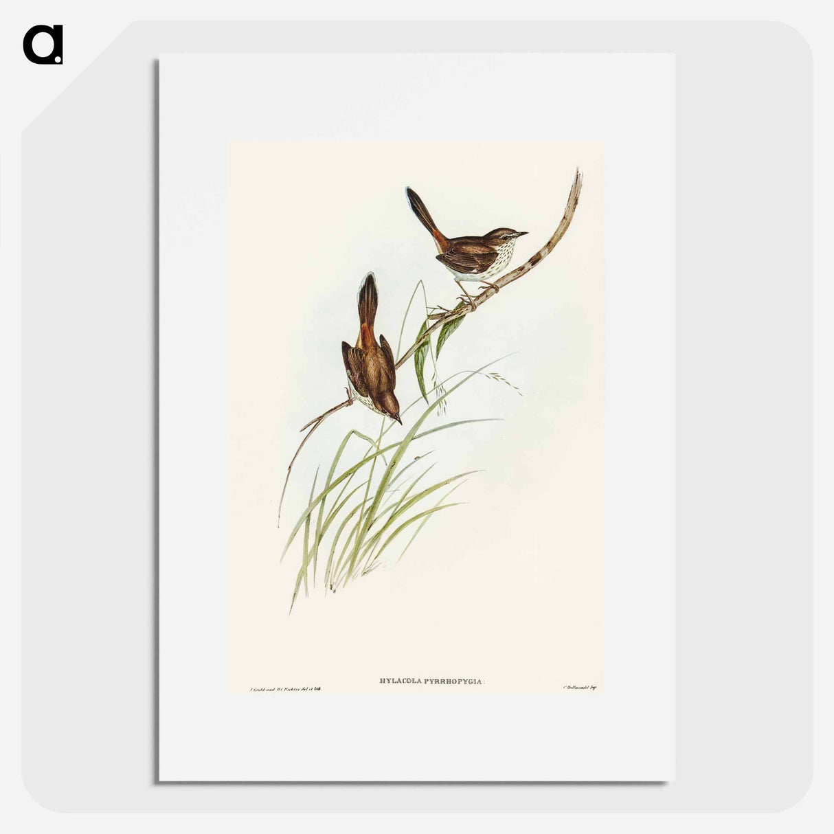 アートポスター-Red-rumped Wren
 - オーストラリアの鳥 Poster.