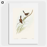 アートポスター-Red-rumped Wren
 - オーストラリアの鳥 Poster.