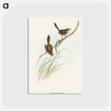 アートポストカード-Red-rumped Wren
 - オーストラリアの鳥 Postcard.