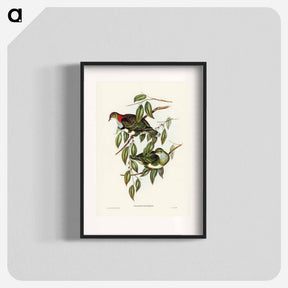 アートポスター-Superb Fruit Pigeon
 - ジョン グールド Poster.