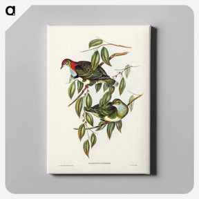 アートパネル-Superb Fruit Pigeon
 - ジョン グールド Canvas.