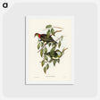 アートポストカード-Superb Fruit Pigeon
 - ジョン グールド Postcard.