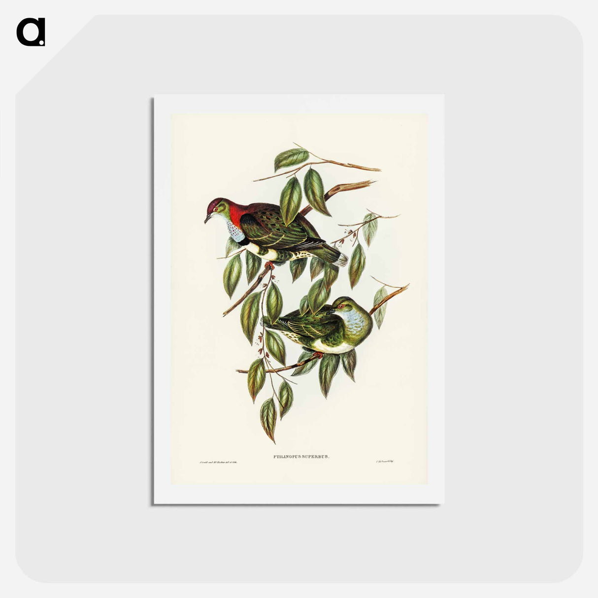 アートポストカード-Superb Fruit Pigeon
 - ジョン グールド Postcard.