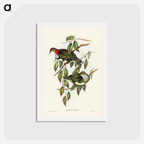 アートポストカード-Superb Fruit Pigeon
 - ジョン グールド Postcard.