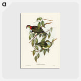 アートポストカード-Superb Fruit Pigeon
 - ジョン グールド Postcard.