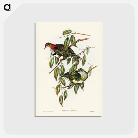 アートポストカード-Superb Fruit Pigeon
 - ジョン グールド Postcard.