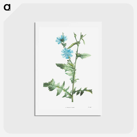 アートポストカード-Chicory - ピエール ジョゼフ ルドゥーテ Postcard.