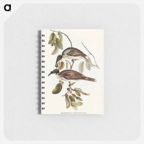 アートメモ帳-Friar Bird
 - オーストラリアの鳥 Memo.