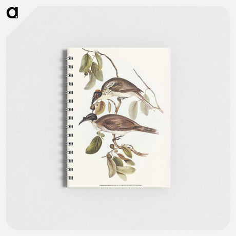アートメモ帳-Friar Bird
 - オーストラリアの鳥 Memo.