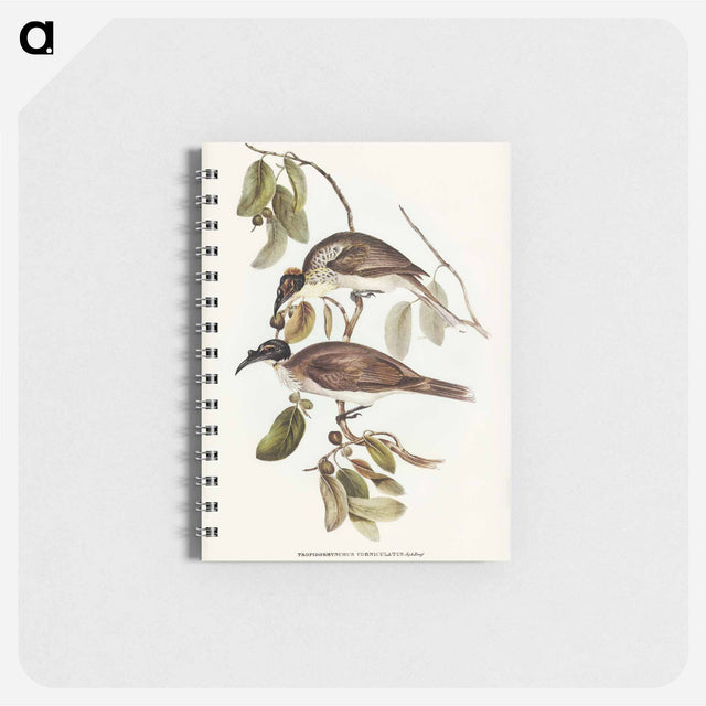 アートメモ帳-Friar Bird
 - オーストラリアの鳥 Memo.