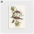 アートポストカード-Friar Bird
 - オーストラリアの鳥 Postcard.