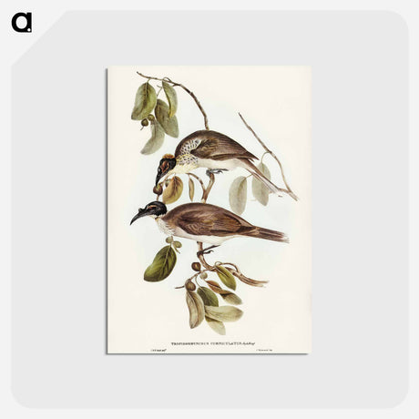 アートポストカード-Friar Bird
 - オーストラリアの鳥 Postcard.