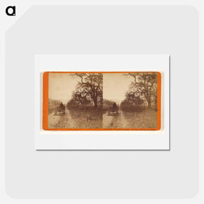 アートポストカード-Buena Vista Vineyard
 - エドワード マイブリッジ Postcard.