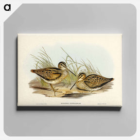 アートパネル-New Holland Snipe
 - ジョン グールド Canvas.