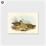 アートポストカード-New Holland Snipe
 - ジョン グールド Postcard.