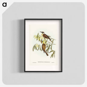 アートポスター-Yellow-throated Friar Bird
 - オーストラリアの鳥 Poster.