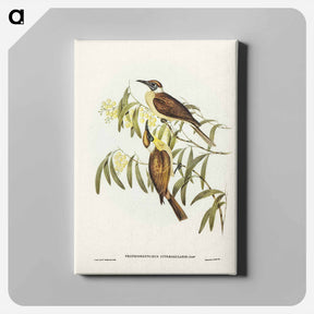 アートパネル-Yellow-throated Friar Bird
 - オーストラリアの鳥 Canvas.