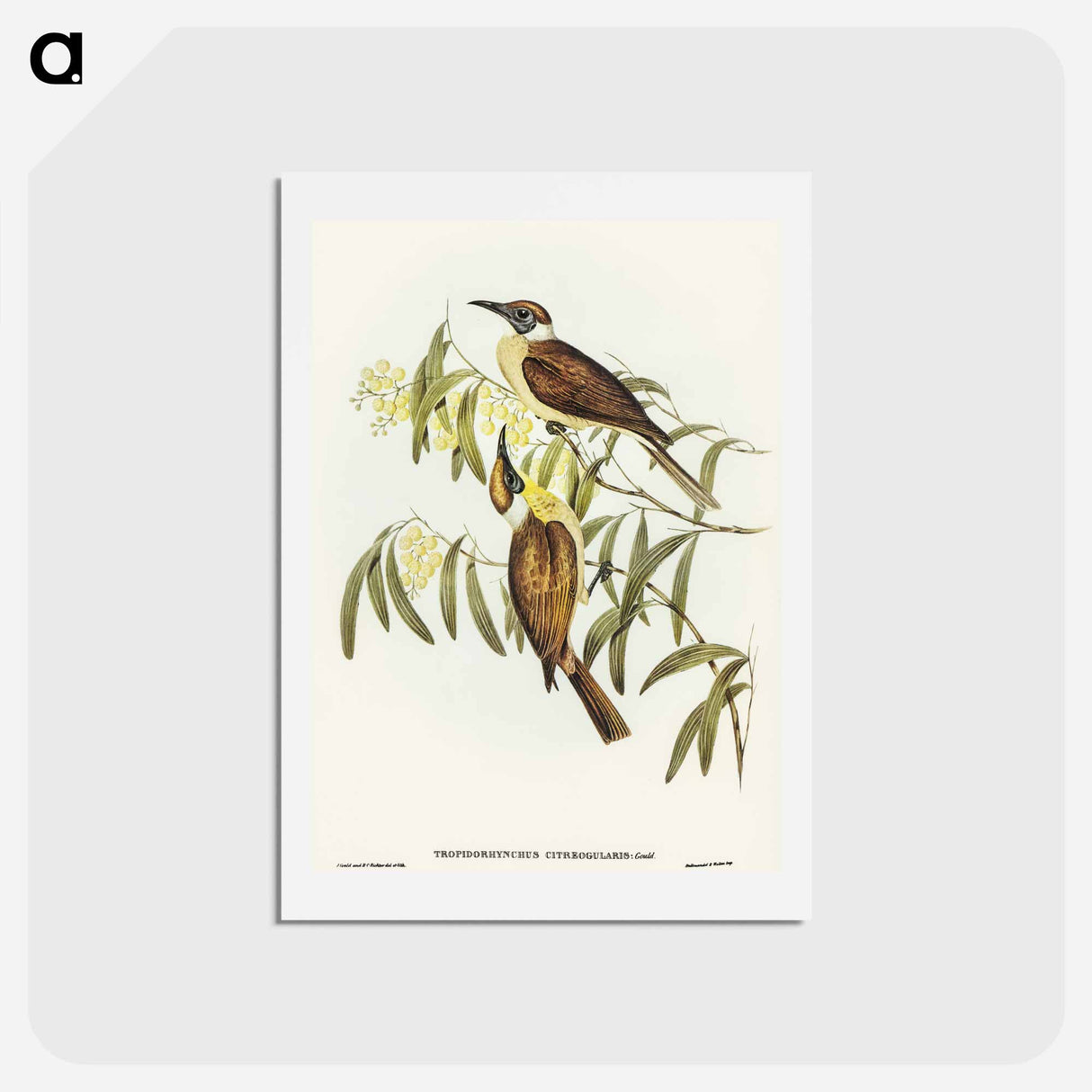 アートポストカード-Yellow-throated Friar Bird
 - オーストラリアの鳥 Postcard.