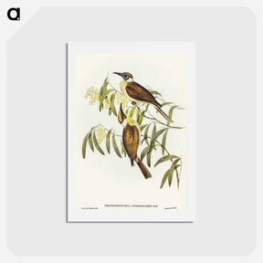 アートポストカード-Yellow-throated Friar Bird
 - オーストラリアの鳥 Postcard.