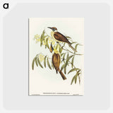 アートポストカード-Yellow-throated Friar Bird
 - オーストラリアの鳥 Postcard.