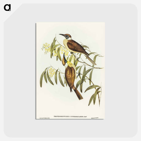 アートポストカード-Yellow-throated Friar Bird
 - オーストラリアの鳥 Postcard.