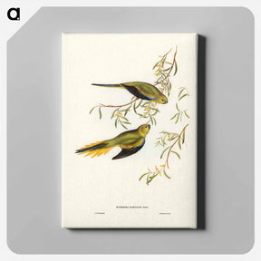 アートパネル-Elegant Grass-Parakeet
 - ジョン グールド Canvas.