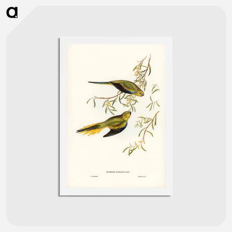 アートポストカード-Elegant Grass-Parakeet
 - ジョン グールド Postcard.