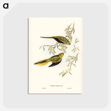アートポストカード-Elegant Grass-Parakeet
 - ジョン グールド Postcard.
