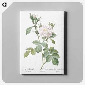 5-96_Pierre-Joseph-Redoute_canvas