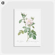 アートポストカード-Autumn Damask Rose - ピエール ジョゼフ ルドゥーテ Postcard.