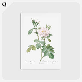 アートポストカード-Autumn Damask Rose - ピエール ジョゼフ ルドゥーテ Postcard.