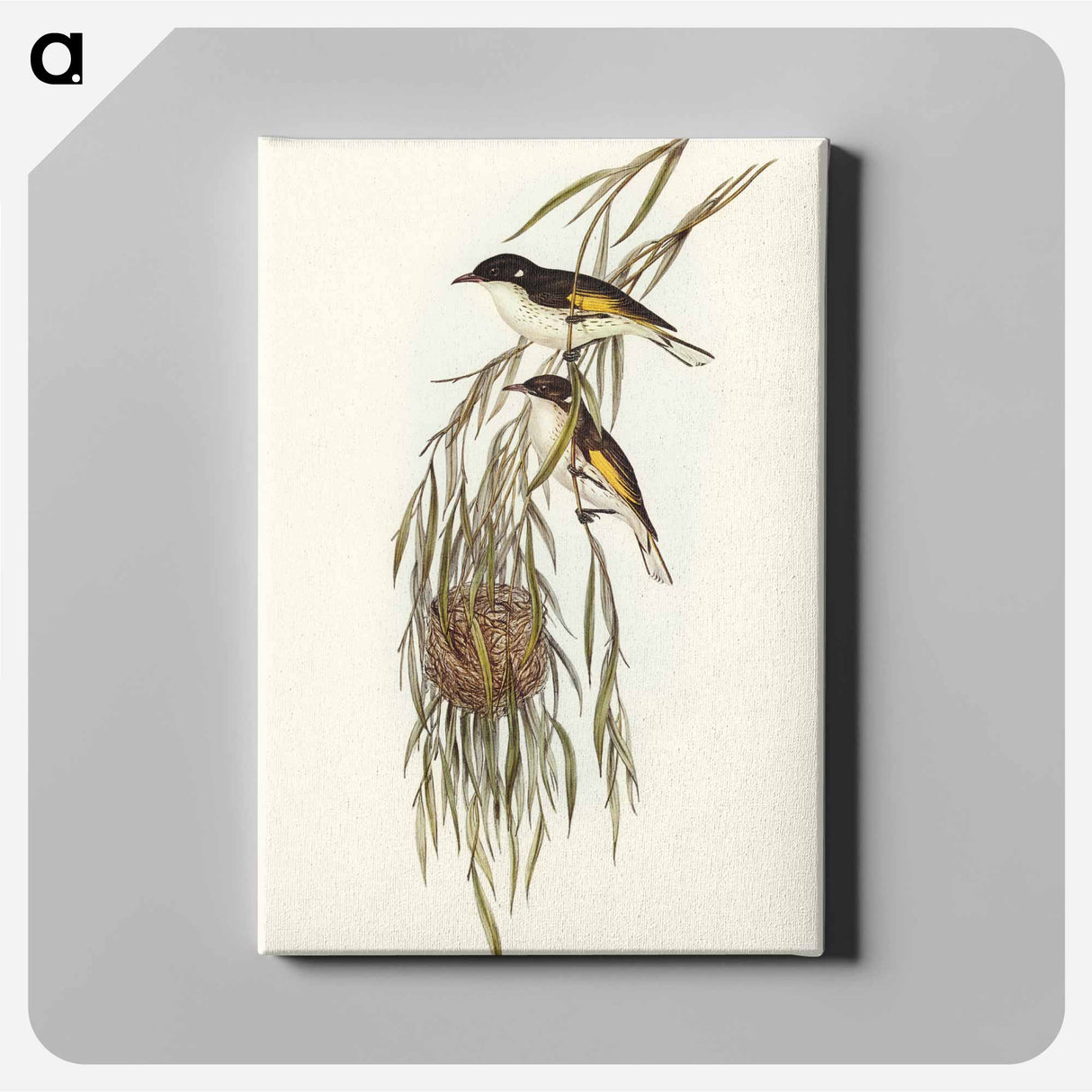 アートパネル-Painted Honey-eater
 - オーストラリアの鳥 Canvas.