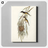 アートパネル-Painted Honey-eater
 - オーストラリアの鳥 Canvas.