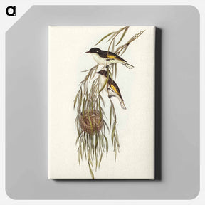 アートパネル-Painted Honey-eater
 - オーストラリアの鳥 Canvas.