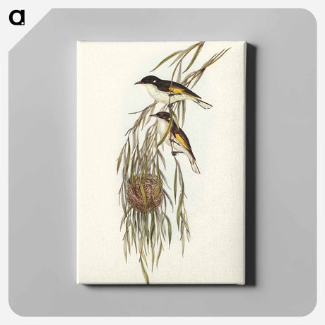 アートパネル-Painted Honey-eater
 - オーストラリアの鳥 Canvas.