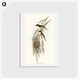 アートポストカード-Painted Honey-eater
 - オーストラリアの鳥 Postcard.