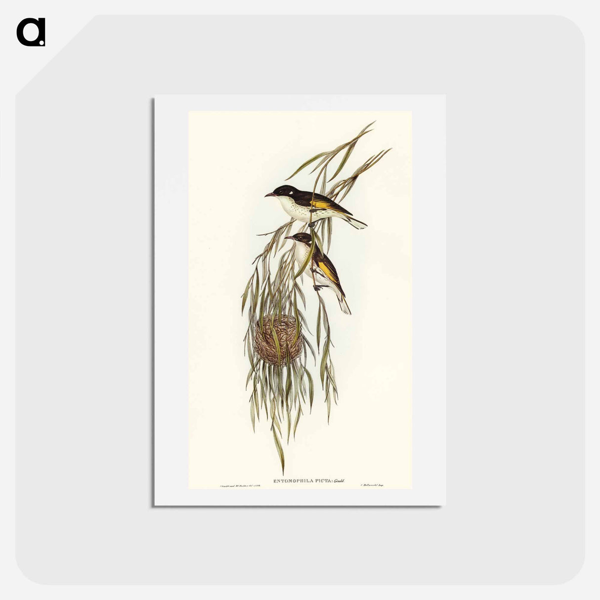 アートポストカード-Painted Honey-eater
 - オーストラリアの鳥 Postcard.