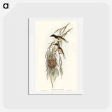 アートポストカード-Painted Honey-eater
 - オーストラリアの鳥 Postcard.