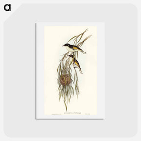 アートポストカード-Painted Honey-eater
 - オーストラリアの鳥 Postcard.