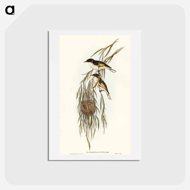 アートポストカード-Painted Honey-eater
 - オーストラリアの鳥 Postcard.
