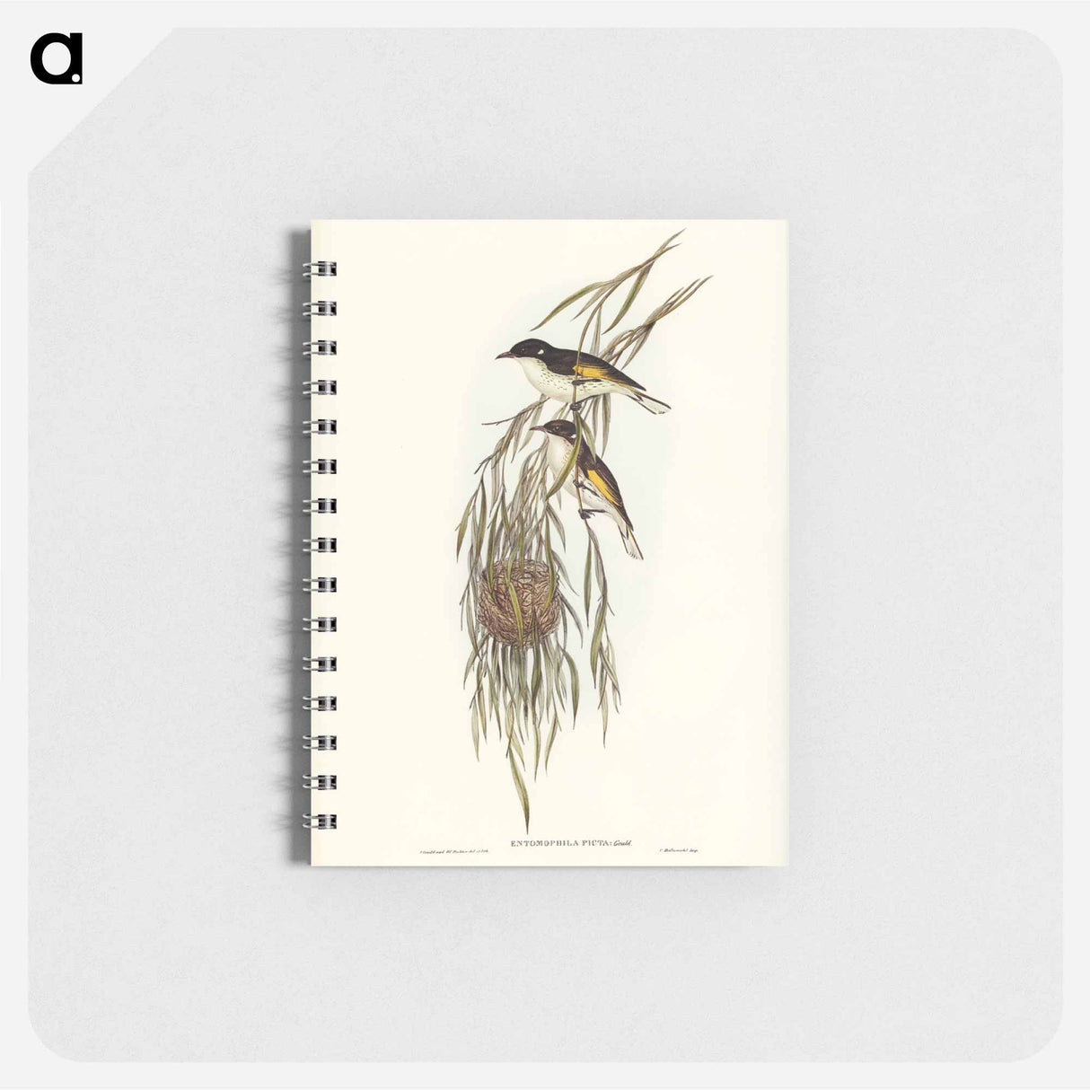 アートメモ帳-Painted Honey-eater
 - オーストラリアの鳥 Memo.
