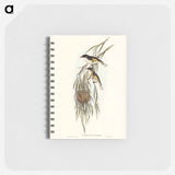 アートメモ帳-Painted Honey-eater
 - オーストラリアの鳥 Memo.
