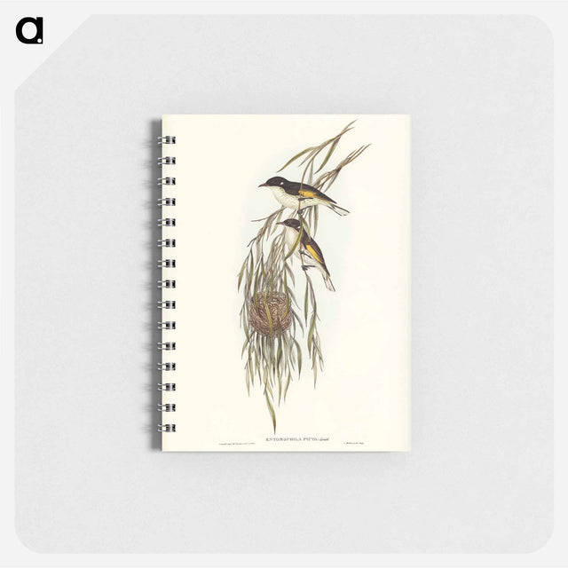アートメモ帳-Painted Honey-eater
 - オーストラリアの鳥 Memo.