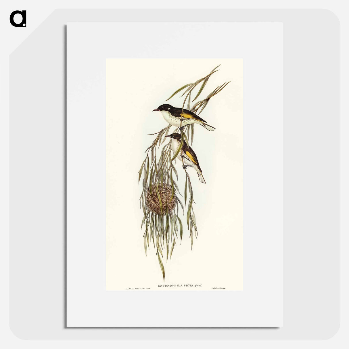 アートポスター-Painted Honey-eater
 - オーストラリアの鳥 Poster.