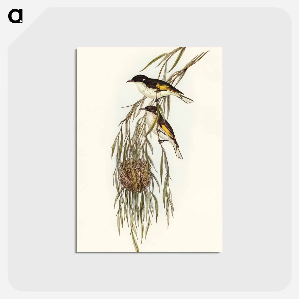 アートポストカード-Painted Honey-eater
 - オーストラリアの鳥 Postcard.