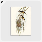 アートポストカード-Painted Honey-eater
 - オーストラリアの鳥 Postcard.