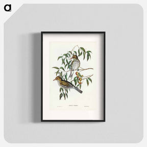 アートポスター-New South Wales Oriole
 - ジョン グールド Poster.