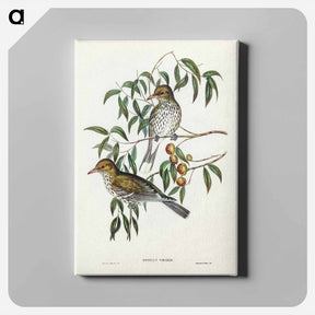 アートパネル-New South Wales Oriole
 - ジョン グールド Canvas.